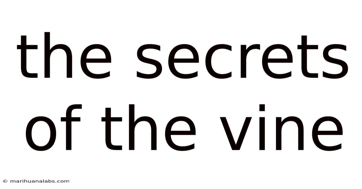 The Secrets Of The Vine