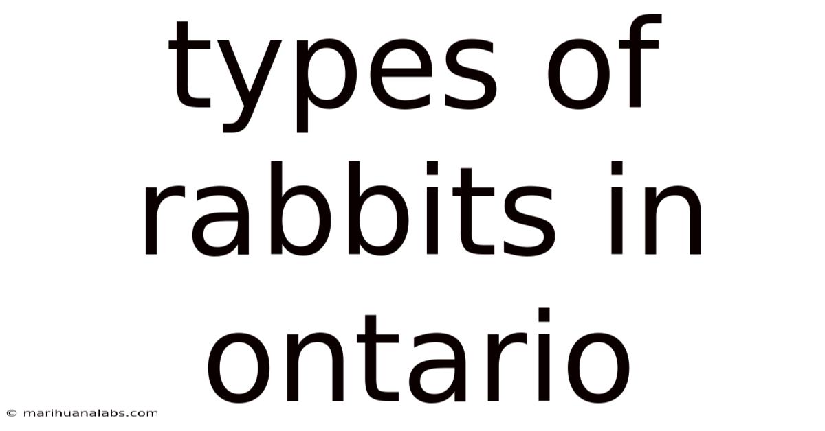 Types Of Rabbits In Ontario