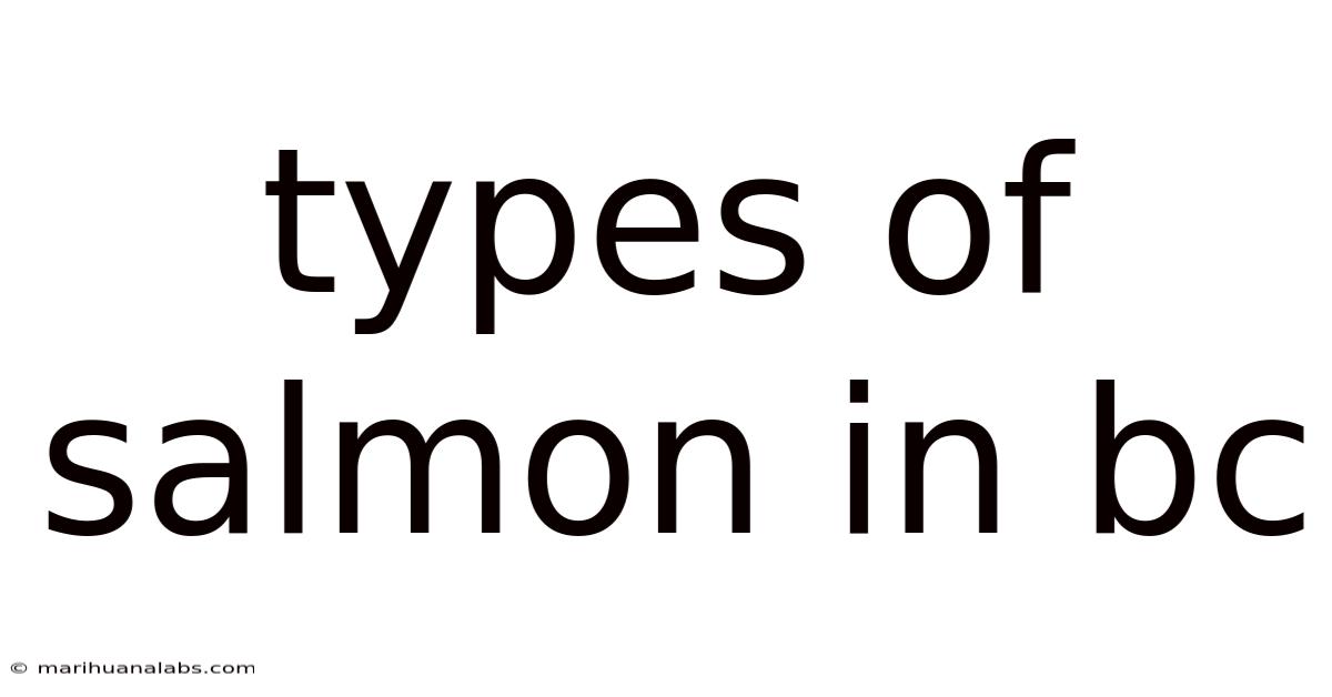 Types Of Salmon In Bc