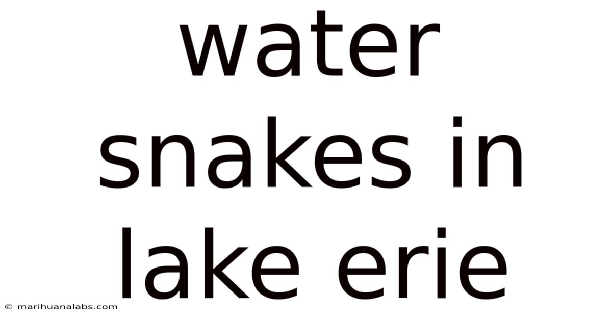 Water Snakes In Lake Erie