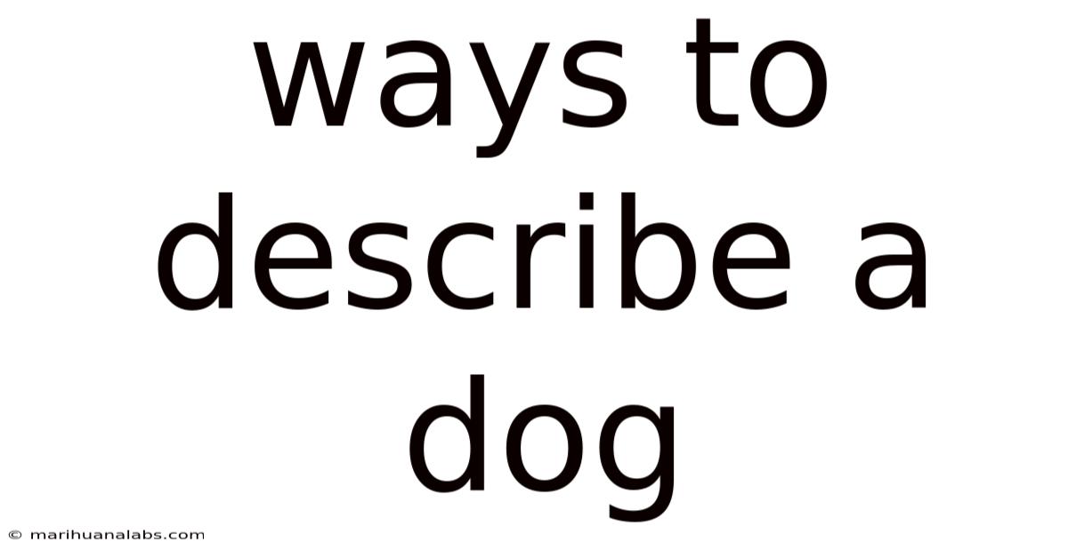 Ways To Describe A Dog