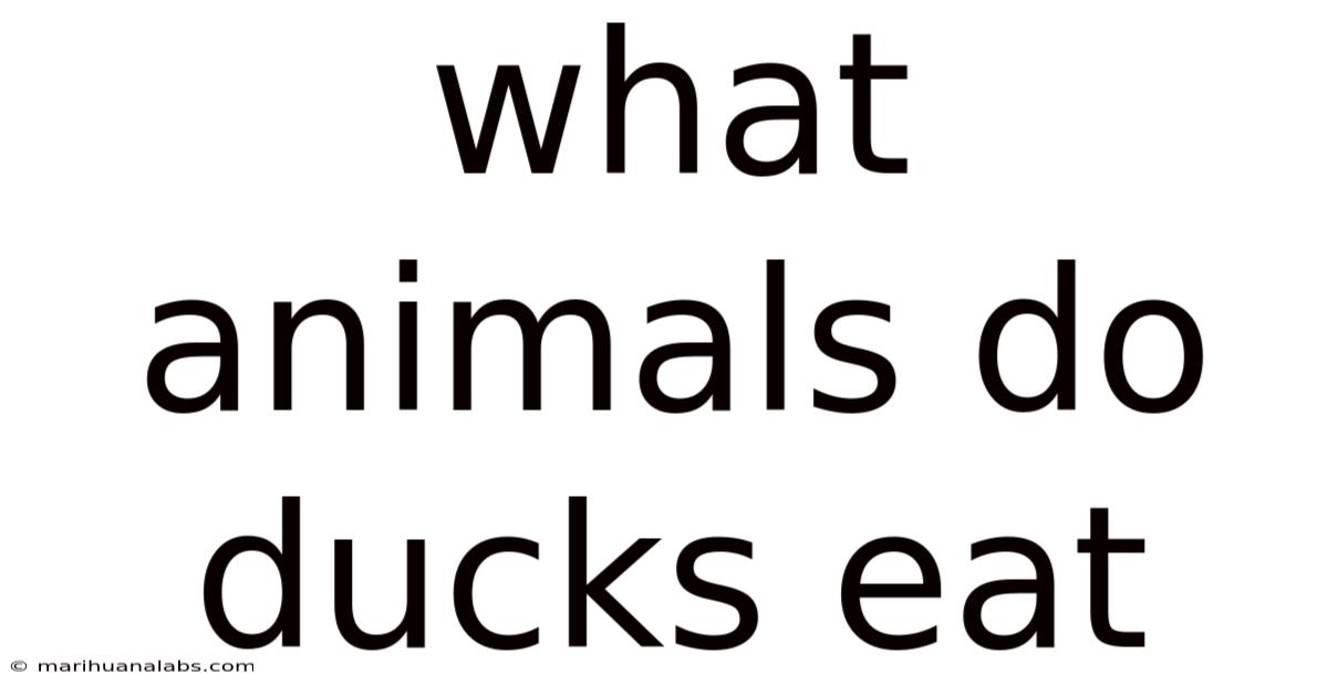What Animals Do Ducks Eat