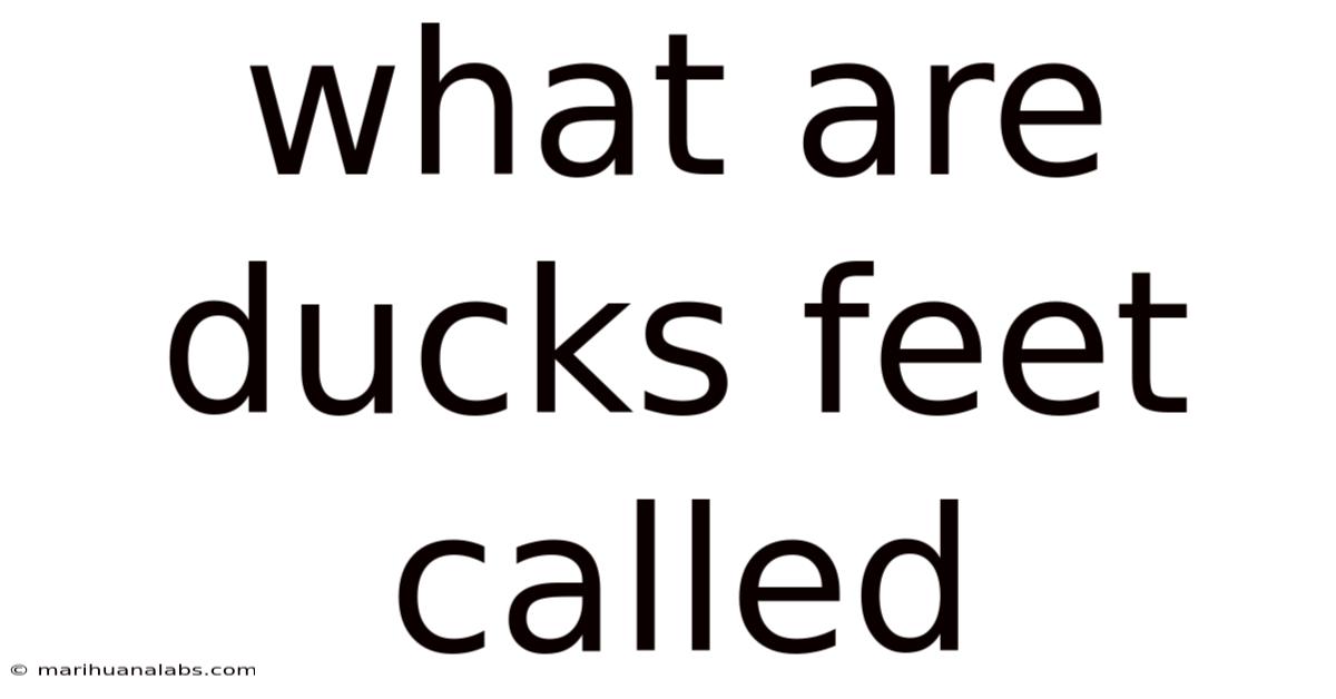 What Are Ducks Feet Called