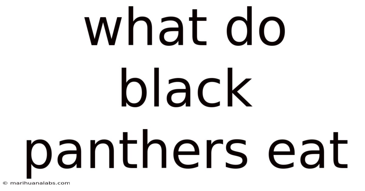 What Do Black Panthers Eat