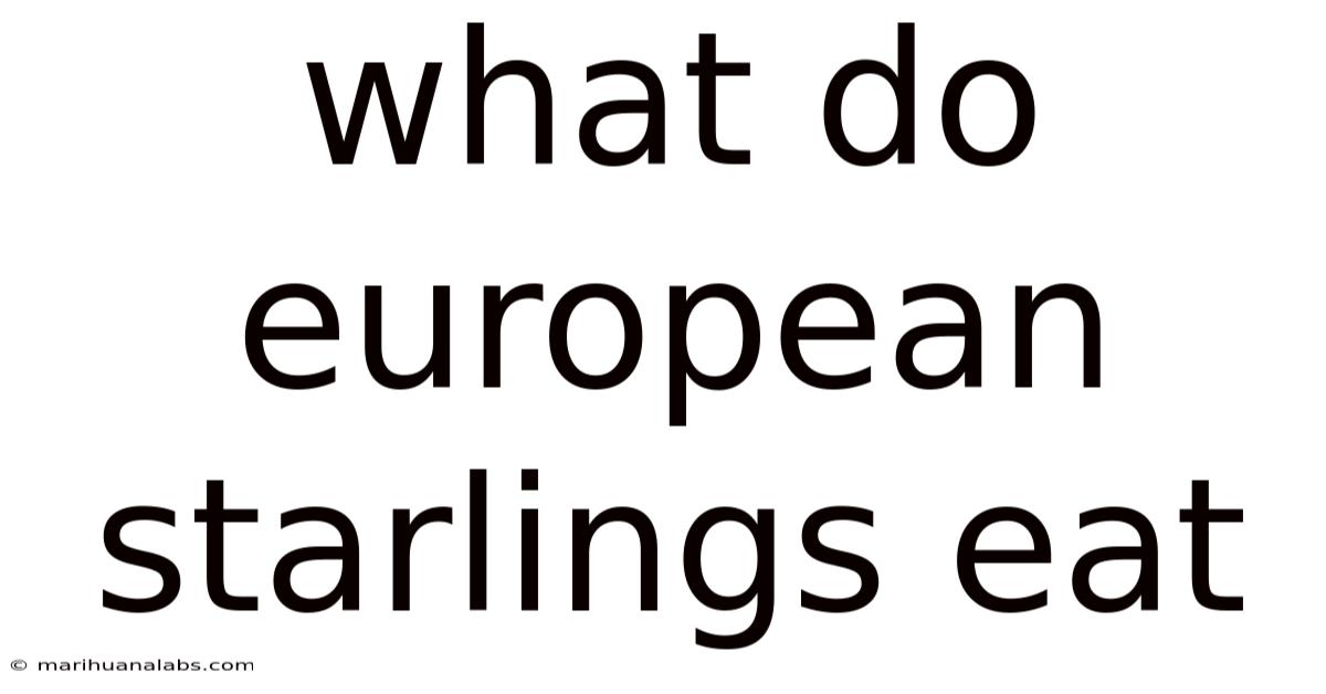 What Do European Starlings Eat