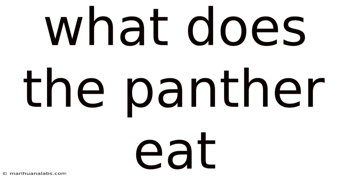 What Does The Panther Eat