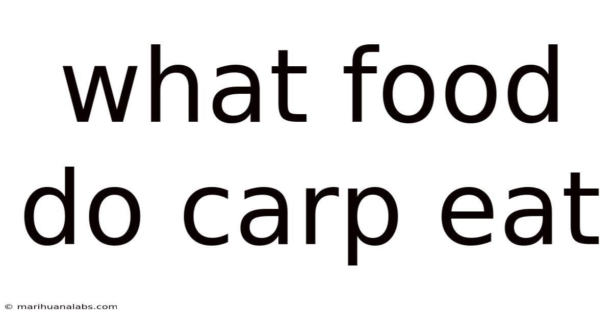 What Food Do Carp Eat
