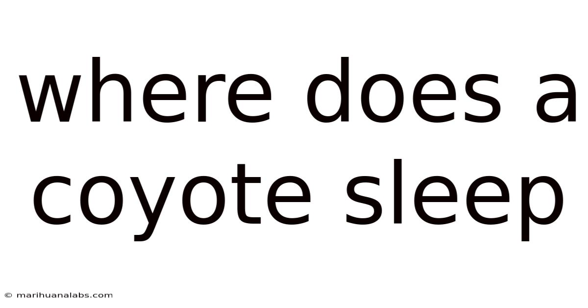 Where Does A Coyote Sleep