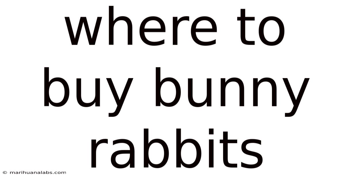 Where To Buy Bunny Rabbits