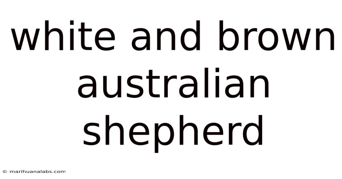White And Brown Australian Shepherd