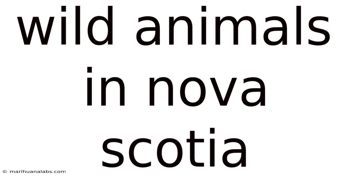 Wild Animals In Nova Scotia