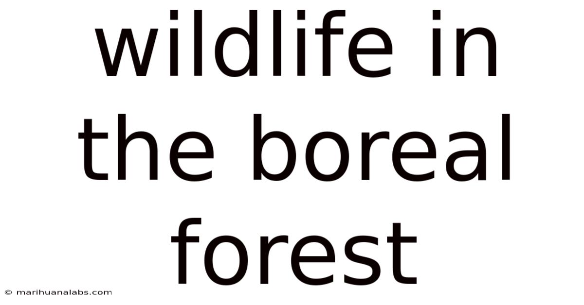 Wildlife In The Boreal Forest