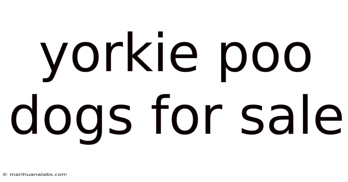 Yorkie Poo Dogs For Sale