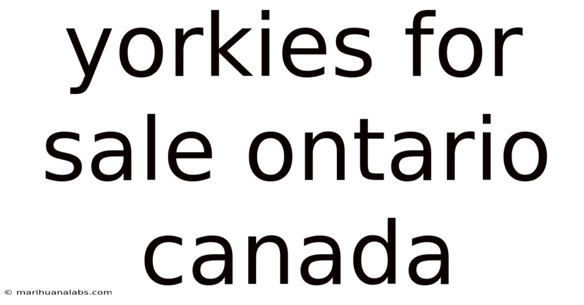 Yorkies For Sale Ontario Canada